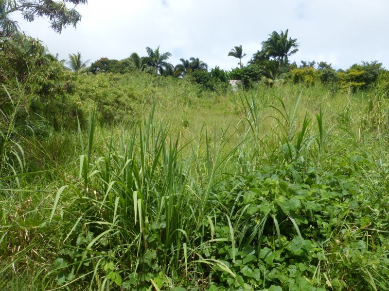 Land For Sale in Mount Wilton Barbados